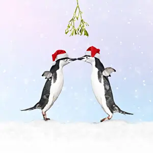 Mistletoe: Chinstrap Penguin, pair wearing Christmas hats