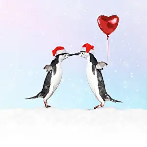 281217: Chinstrap Penguin, pair wearing Christmas hats kissing
