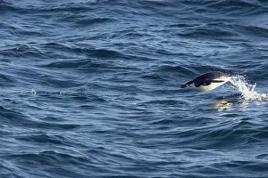 Orkneys: Chinstrap Penguin - Porpoising