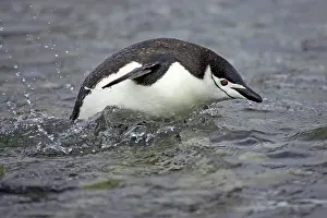 Shallows: Chinstrap Penguin - porpoising in shallows