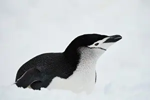 Chinstrap: Chinstrap penguin (Pygoscelis antarctica) in the