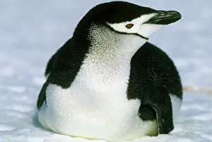 Sandwich: Chinstrap Penguin, (Pygoscelis antarctica)