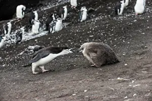 Sandwich: Chinstrap Penguin (Pygoscelis antarctica) feeding