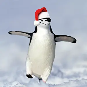 Chinstrap Penguin ( Pygoscelis antarcticu) weari