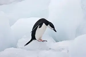 Antarcticus: Chinstrap Penguin (Pygoscelis antarcticus)