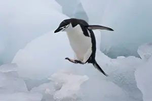Antarcticus: Chinstrap Penguin (Pygoscelis antarcticus)