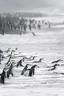 Antarcticus: Chinstrap Penguin (Pygoscelis antarcticus)