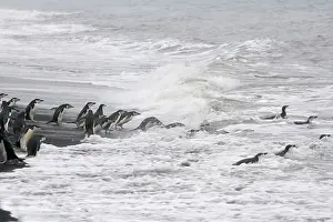 Antarcticus: Chinstrap Penguin (Pygoscelis antarcticus)