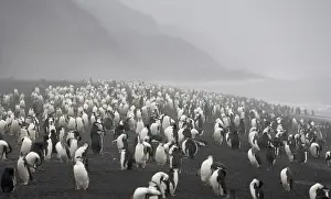 Antarcticus: Chinstrap Penguin (Pygoscelis antarcticus)