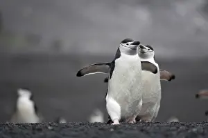 Antarcticus: Chinstrap Penguin (Pygoscelis antarcticus)