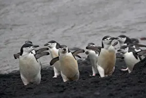 Antarcticus: Chinstrap Penguin (Pygoscelis antarcticus)