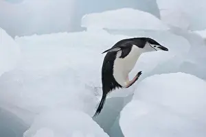 Antarcticus: Chinstrap Penguin (Pygoscelis antarcticus)