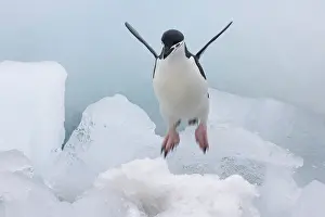Antarcticus: Chinstrap Penguin (Pygoscelis antarcticus)
