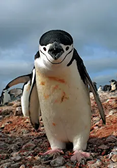 Shout: Chinstrap penguin (Pygoscelis antarcticus). Antarctic