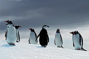 Spheniscidae: Chinstrap penguin (Pygoscelis antarcticus) and Gentoo