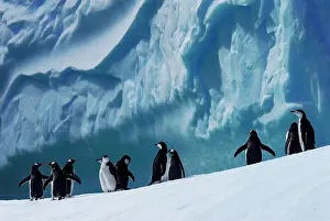 Spheniscidae: Chinstrap penguin (Pygoscelis antarcticus) and Gentoo