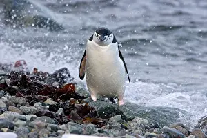 Ronge: Chinstrap Penguin - Ronge island - Antarctic