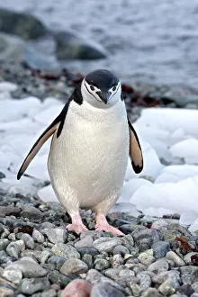 Ronge: Chinstrap Penguin - Ronge island - Antarctic