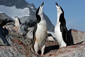Ronge: Chinstrap Penguin - Ronge island - Antarctic