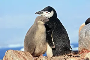 Ronge: Chinstrap Penguin - Ronge island - Antarctic