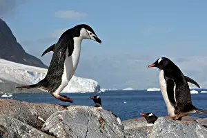 Ronge: Chinstrap Penguin - Ronge island - Antarctic