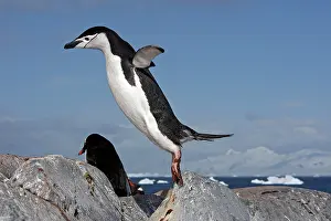 Ronge: Chinstrap Penguin - Ronge island - Antarctic