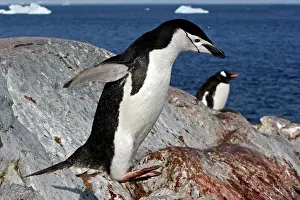 Ronge: Chinstrap Penguin - Ronge island - Antarctic