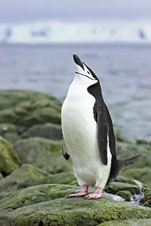 Orkneys: Chinstrap Penguin - Skypointing