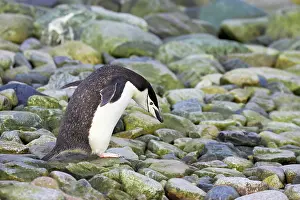 Orkneys: Chinstrap Penguin - Walking