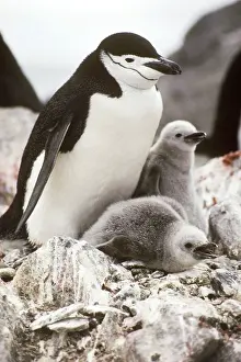 Antarcticus: Chinstrap Penguin with young