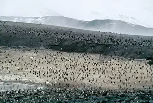 Sandwich: Chinstrap Penguins