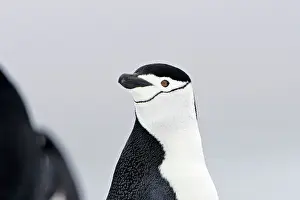 Chinstrap Penguins