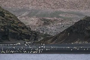 Chinstrap: Chinstrap Penguins