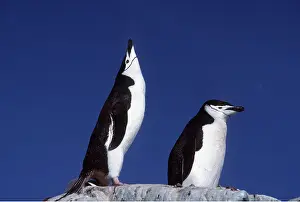 Chinstrap: CHINSTRAP PENGUINS - two calling