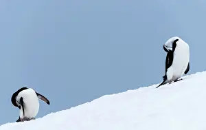 Renato Granieri: Chinstrap Penguins grooming