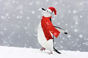 281217: Chinstrap Penguins. Half Moon Island - Antarctic Peninsula