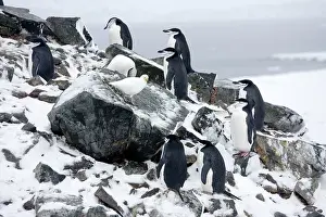 Sheathbill: Chinstrap Penguins - On Half Moon Island just arrived