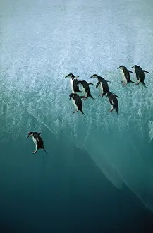 Sliding: CHINSTRAP PENGUINS - jumping off blue ice