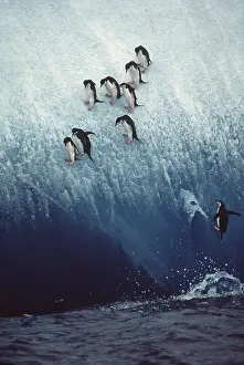Falling: CHINSTRAP PENGUINS - jumping off ice