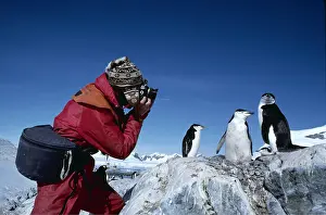 Scientists: CHINSTRAP PENGUINS - being photographed