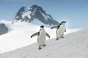 Chinstrap: Chinstrap Penguins (Pygoscelis antarctica), walking