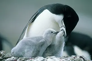 Deception: Chinstrap Penguins, (Pygoscelis antarctica)