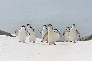 Chinstrap: Chinstrap penguins (Pygoscelis antarctica) walking