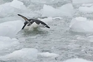Antarcticus: Chinstrap Penguins (Pygoscelis antarcticus)