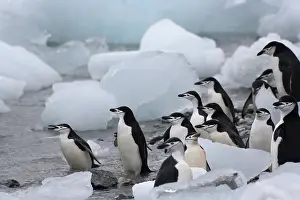 Antarcticus: Chinstrap Penguins (Pygoscelis antarcticus)