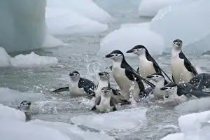 Antarcticus: Chinstrap Penguins (Pygoscelis antarcticus)