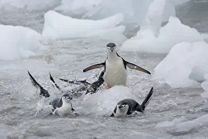 Antarcticus: Chinstrap Penguins (Pygoscelis antarcticus)
