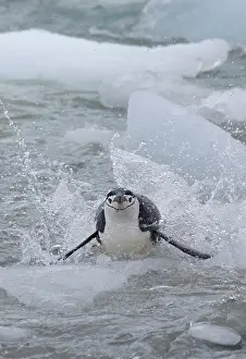 Antarcticus: Chinstrap Penguins (Pygoscelis antarcticus)