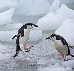 Antarcticus: Chinstrap Penguins (Pygoscelis antarcticus)