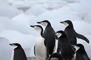 Antarcticus: Chinstrap Penguins (Pygoscelis antarcticus)